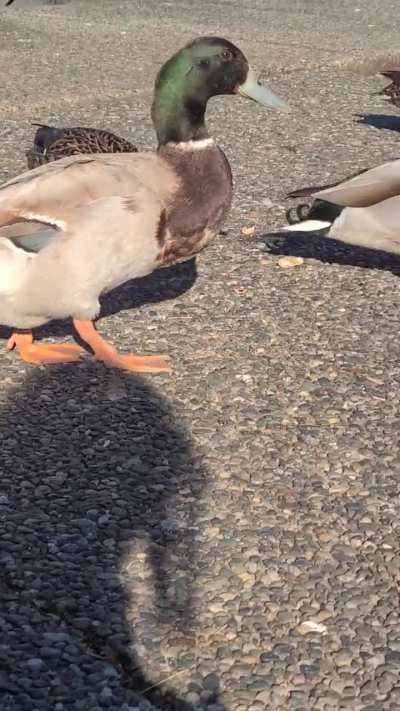 Discolored mallard