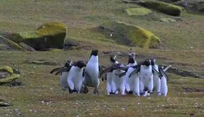 Penguins chasing a butterfly