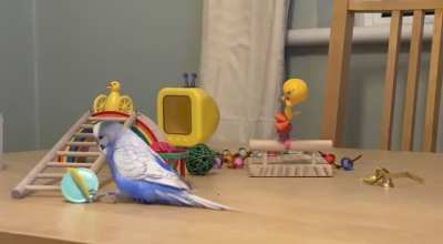 Anyone else’s birb find it highly entertaining throwing toys on the floor?