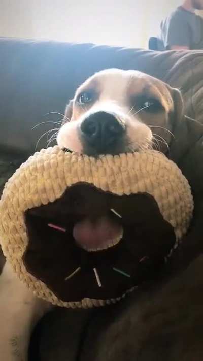 Doggo and almost revived donut