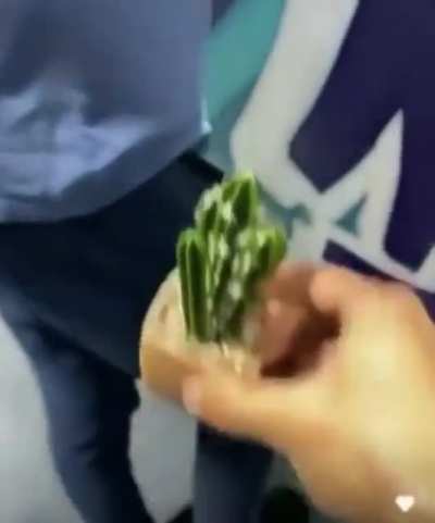 Cactus
