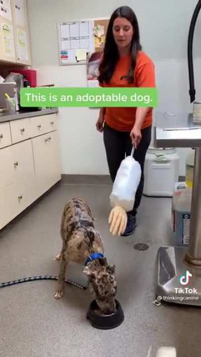Dangerous vs safe dogs