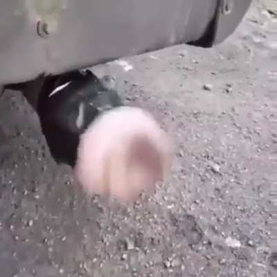 Peida não sherekinha