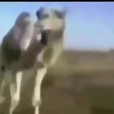 Palestinan camel spek arbic<wbr>😂😂😅🤣😭<wbr>😭😭