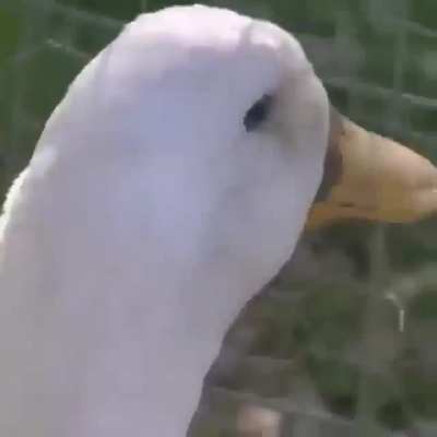 Hãããn