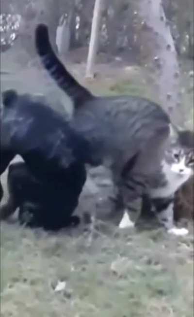 Next level martial arts skills