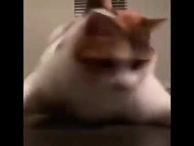 🐱MEOW MEOW NI♿♿A