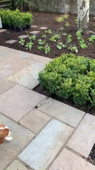 Stealth +100
