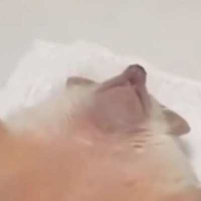 🦔