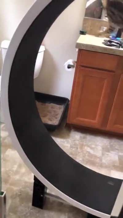 Cat on a wheel
