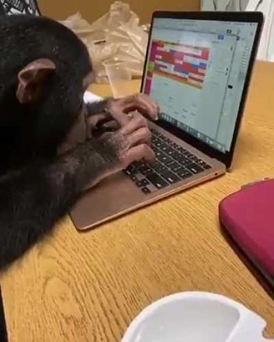 Monke first day of work