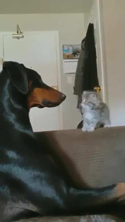 touch tha dog
