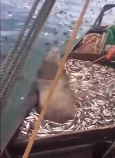 That’s a weird looking fish
