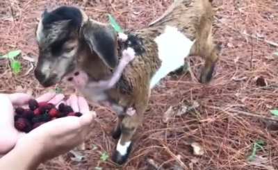 every seen a baby monkey riding a goat?