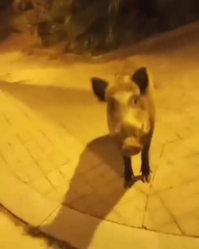Juan cada vez que ve a un seguidor de TikTok: