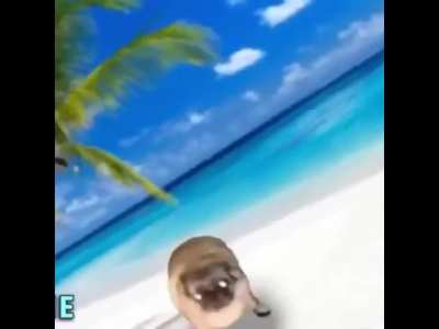 pug
