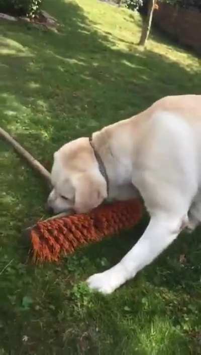 Dog brushes her away