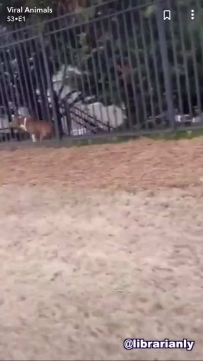 What an adorable “puppy”