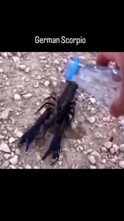German crawdaddy