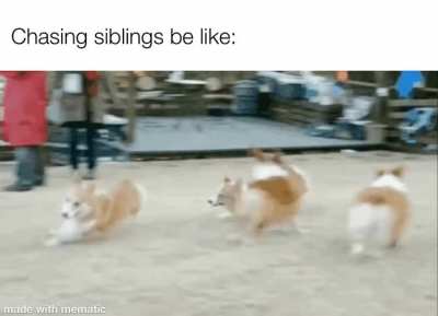 I swear to god, they are faster than a cheetah