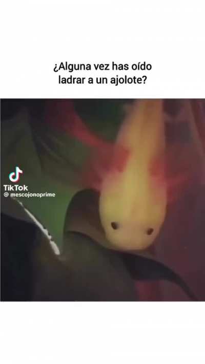 Ladrido ajolote 