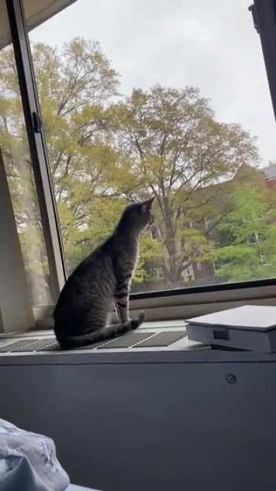 Meow