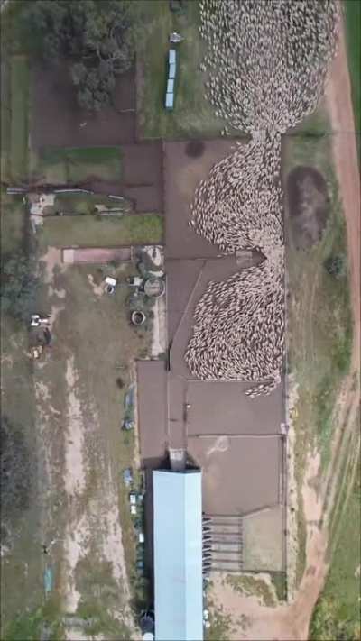 Herding a flock of sheep