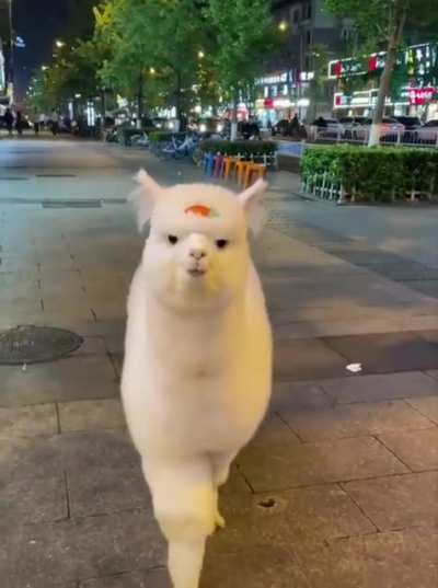 Lama in the City