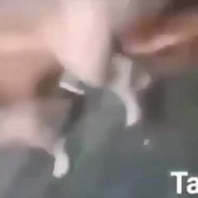 PERRO CULIAO