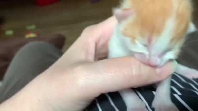 nom nom