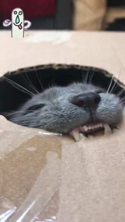Dracula.