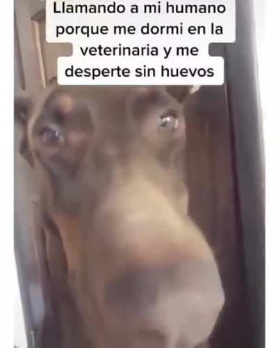 Galera si miras esto, te amo culo gordo