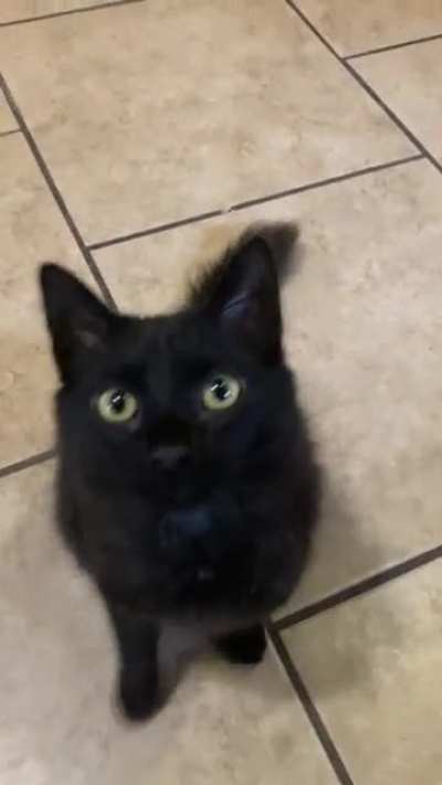 Anubis is hungry