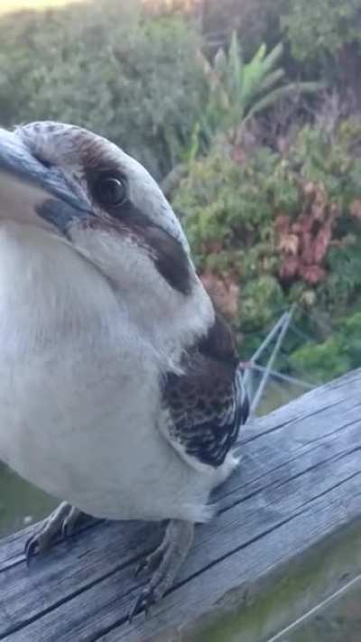 This is a Kookabura