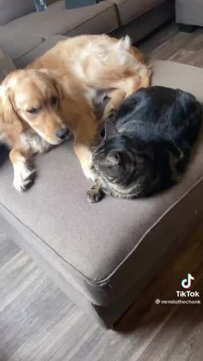 Milo slowly learning to tolerate/love the dog