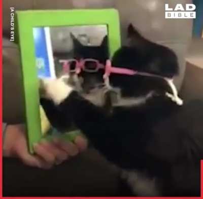 This cat making children more comfortable about wearing fitted glasses