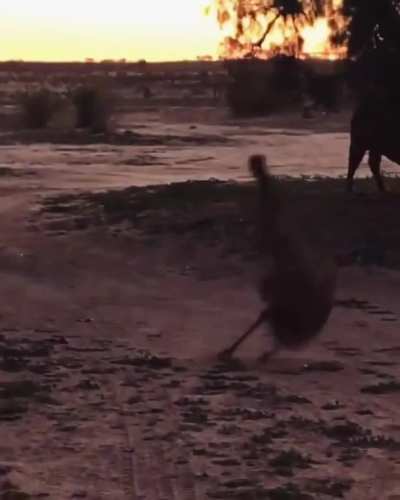 Big Bird Slammy Whammies