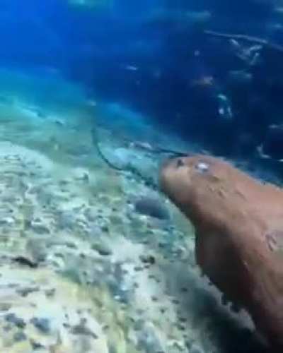 Me dijeron que lo tenía que postear acá. Un carpincho buceando
