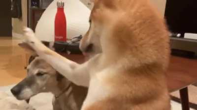 My shiba likes to 