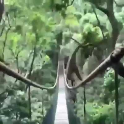 Monke