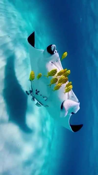 Be careful yellow fish