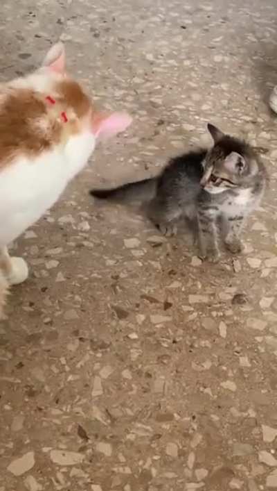 Smol & angry