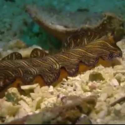 Week 23 of flat worm Friday