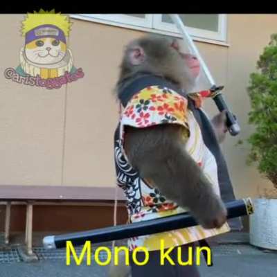 Macaco otako