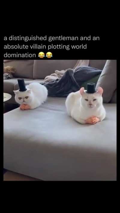 These cats are wealthy oil and steel barons