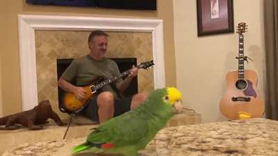 Bird is lead singer with his human performing AC/DC 