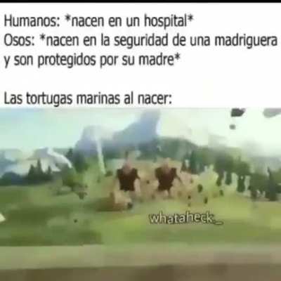 🐢