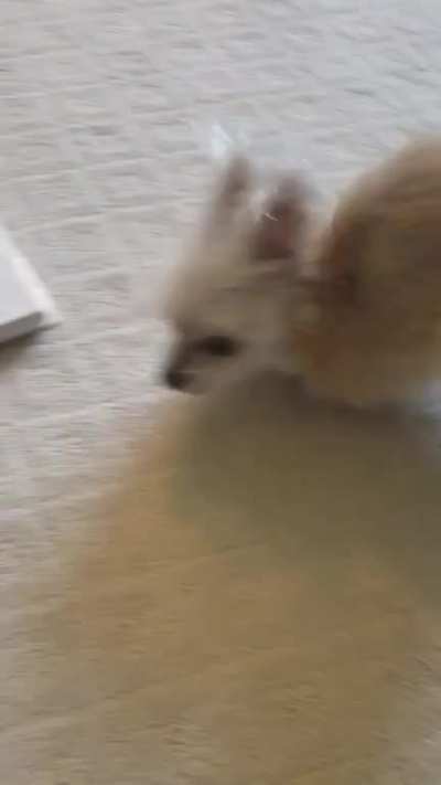 Zoomin' on 2 Legs