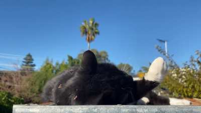 Love the Sunshine
