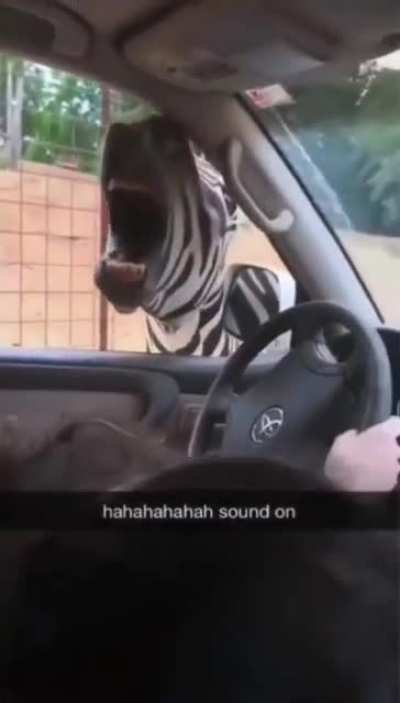 A casual drive through safari